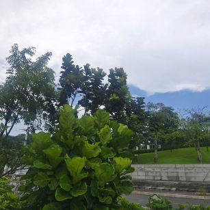 股东未履行出资义务，公司可否解除股权？