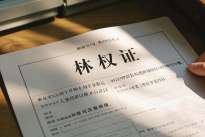 政府不给登记林权证怎么办？