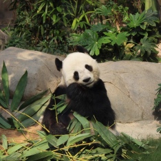  <h1>多哈迪斯客户端好多撒后打开</h1>